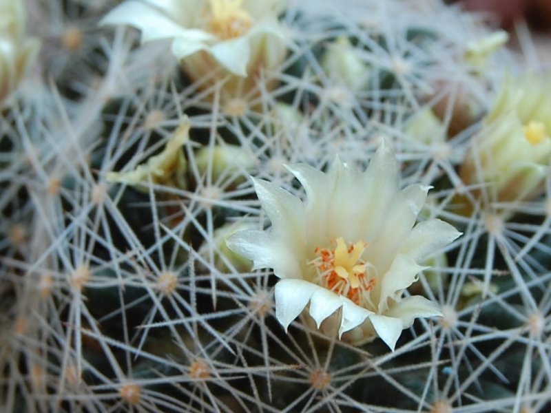 Mammillaria aff. picta ROG 314