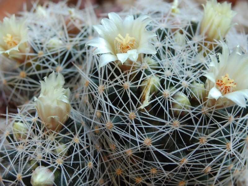 Mammillaria aff. picta ROG 314