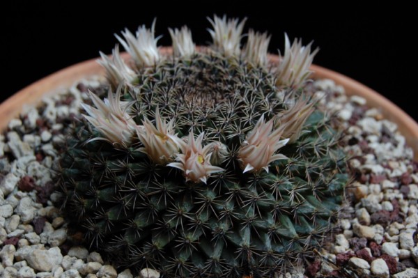 Mammillaria heyderi 