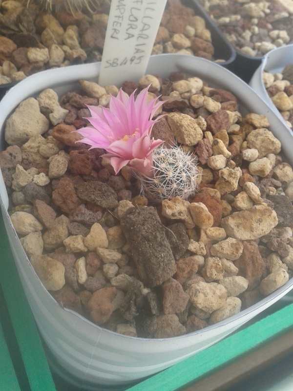 Mammillaria longiflora ssp. stampferi SB 495