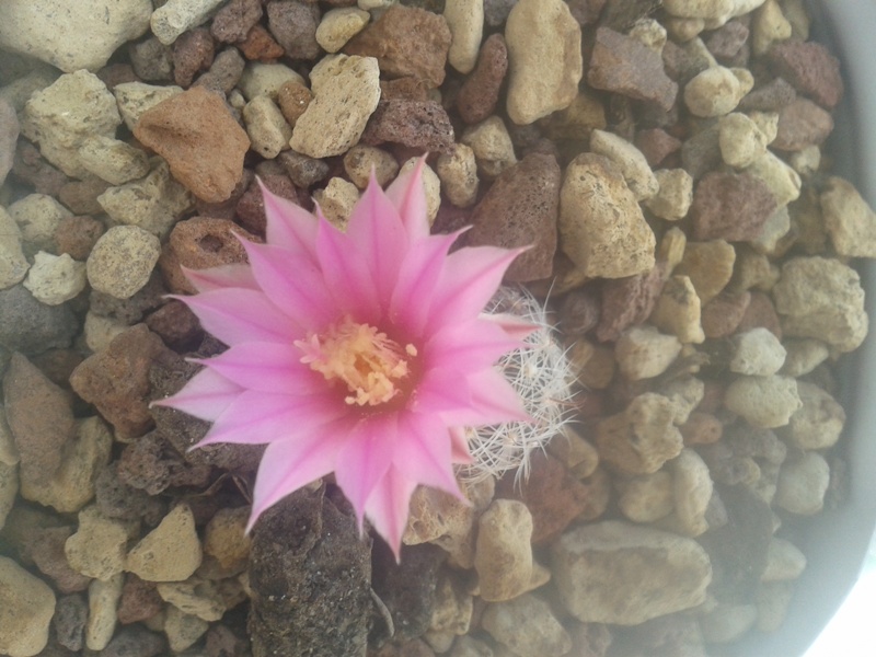 Mammillaria longiflora ssp. stampferi SB 495