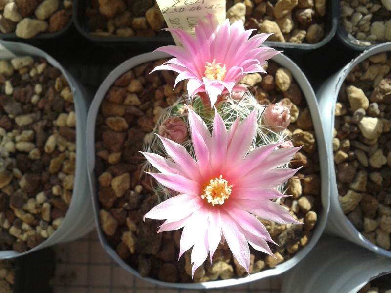 Mammillaria longiflora ssp. stampferi SB 495