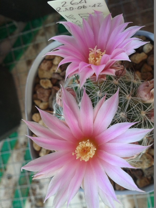 Mammillaria longiflora ssp. stampferi SB 495