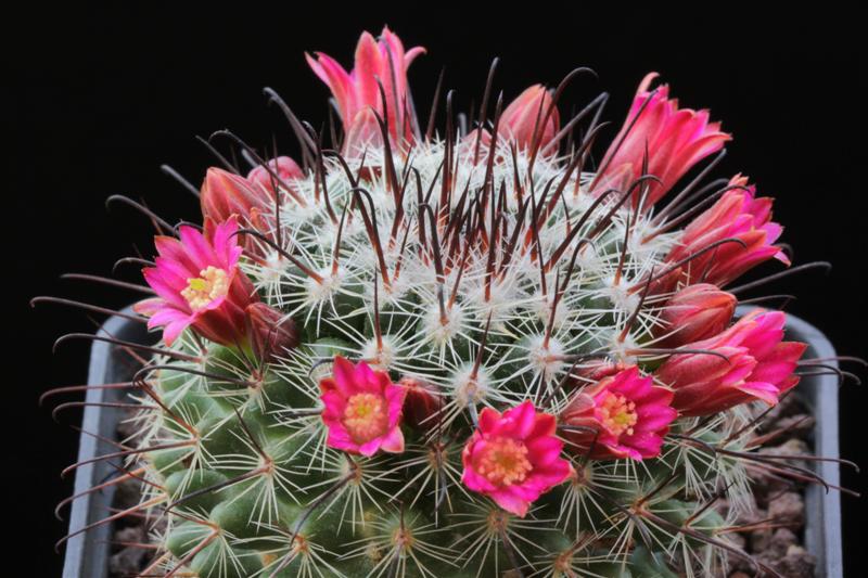 Mammillaria krasuckae 