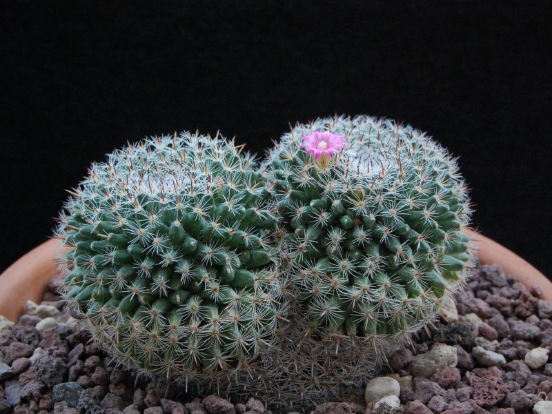 Mammillaria perbella 