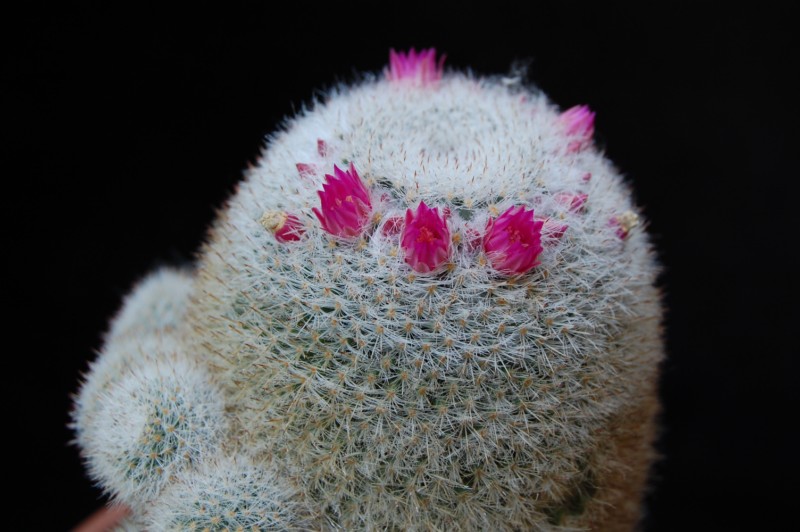 Mammillaria klissingiana 