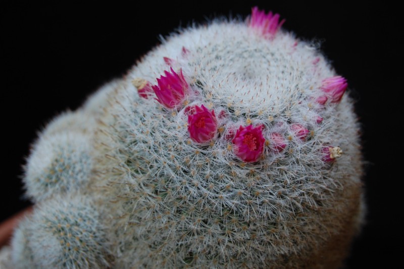 Mammillaria klissingiana 