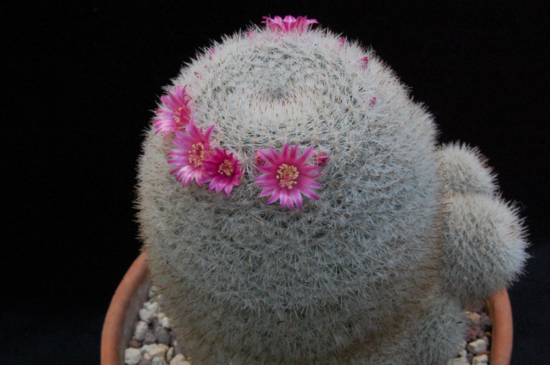 Mammillaria klissingiana 