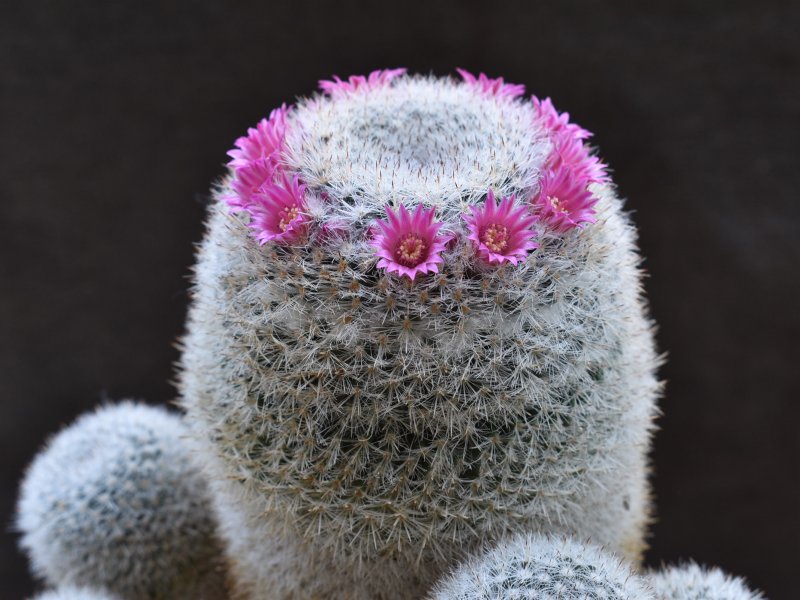 Mammillaria klissingiana 