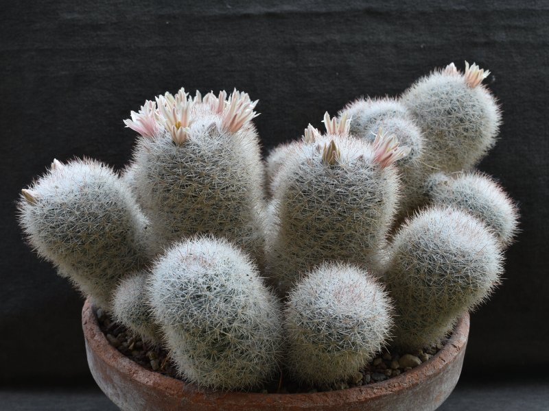 Mammillaria candida v. caespitosa SB 326