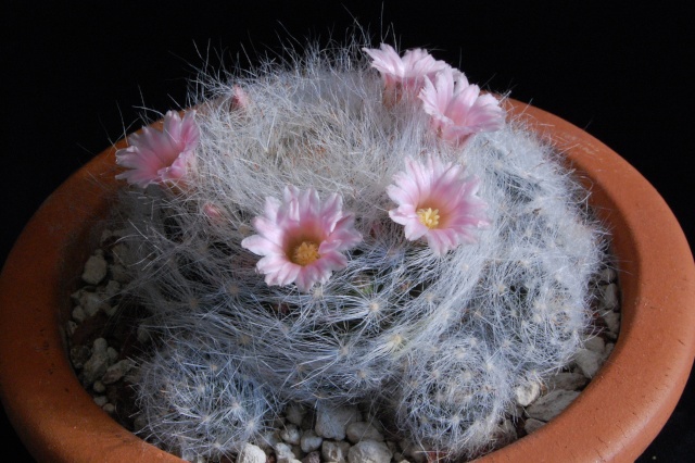 Mammillaria glassii ssp. ascensionis 