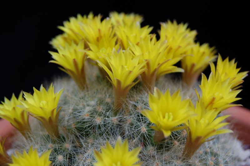 Mammillaria baumii 