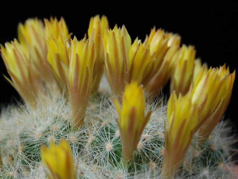 Mammillaria baumii 