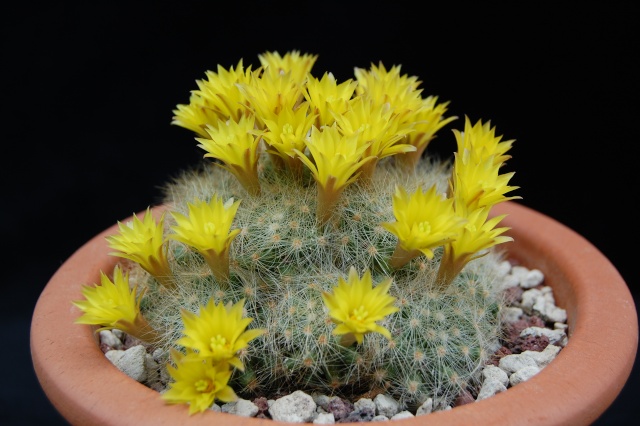 Mammillaria baumii 