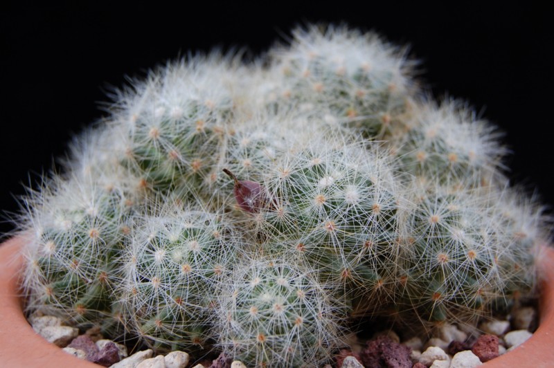 Mammillaria baumii 