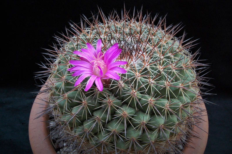 Mammillaria melanocentra ssp. rubrograndis 