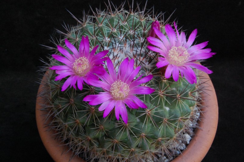 Mammillaria melanocentra ssp. rubrograndis 