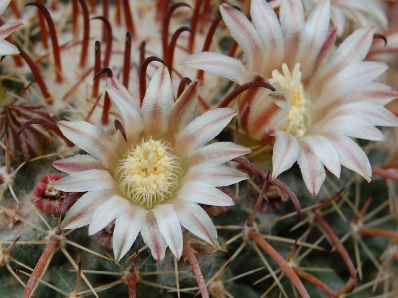 Mammillaria uncinata 