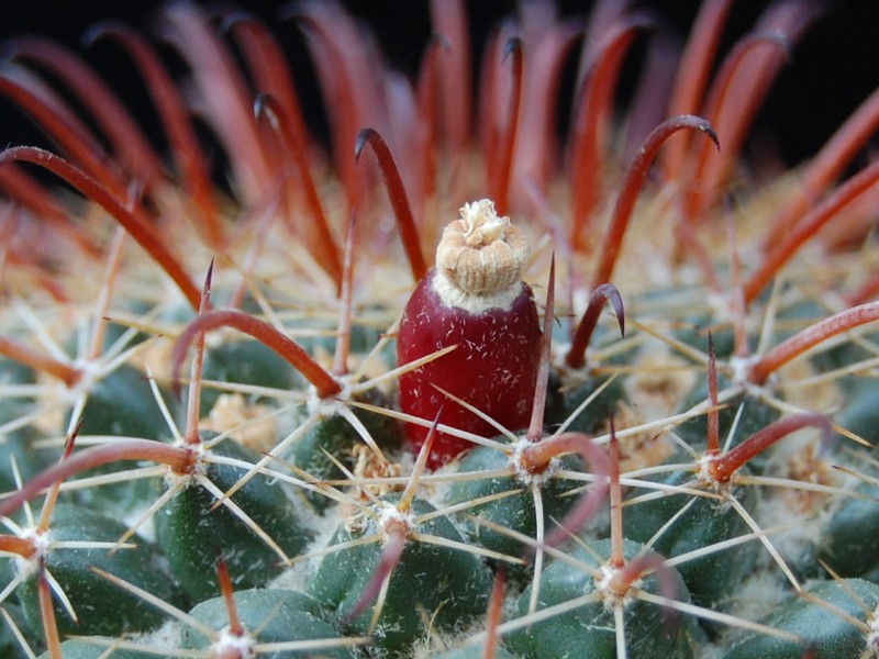 Mammillaria uncinata 