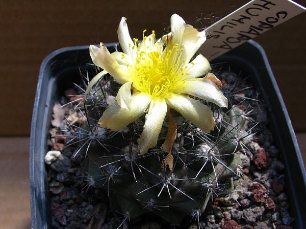 Copiapoa humilis 