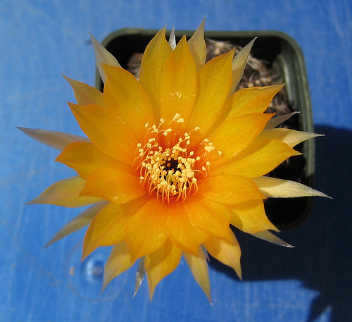 Lobivia arachnacantha 