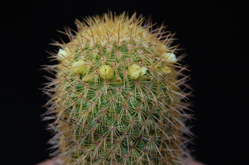 Mammillaria eriacantha REP 928