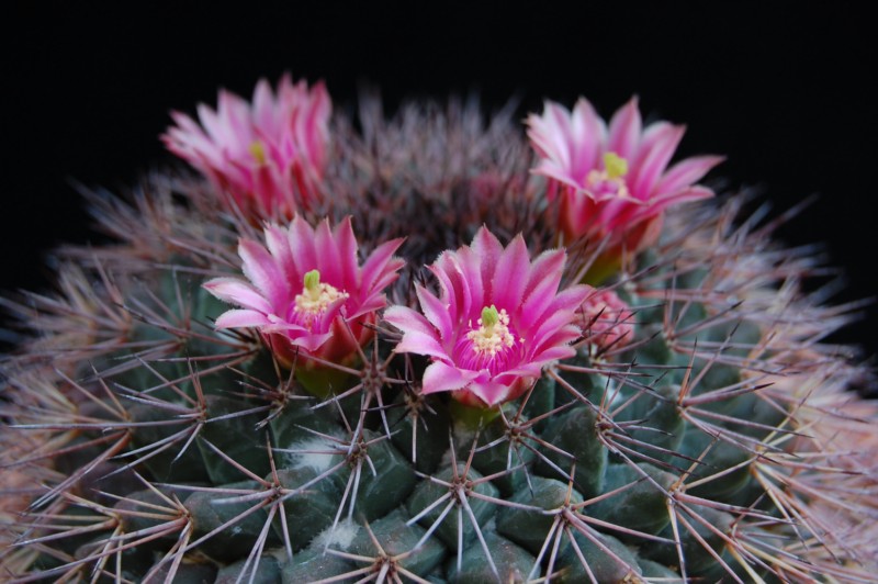 Mammillaria miegiana 