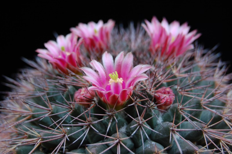 Mammillaria miegiana 