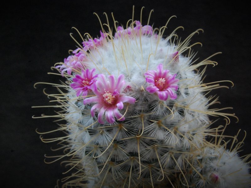 Mammillaria bombycina spine gialle 