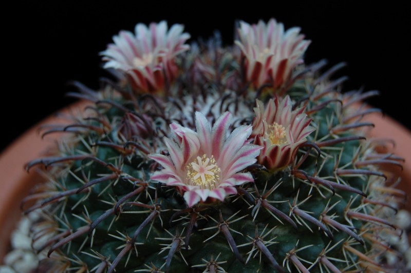 Mammillaria uncinata 