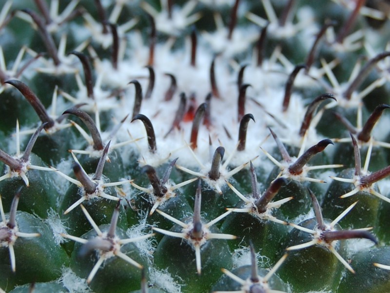 Mammillaria uncinata 