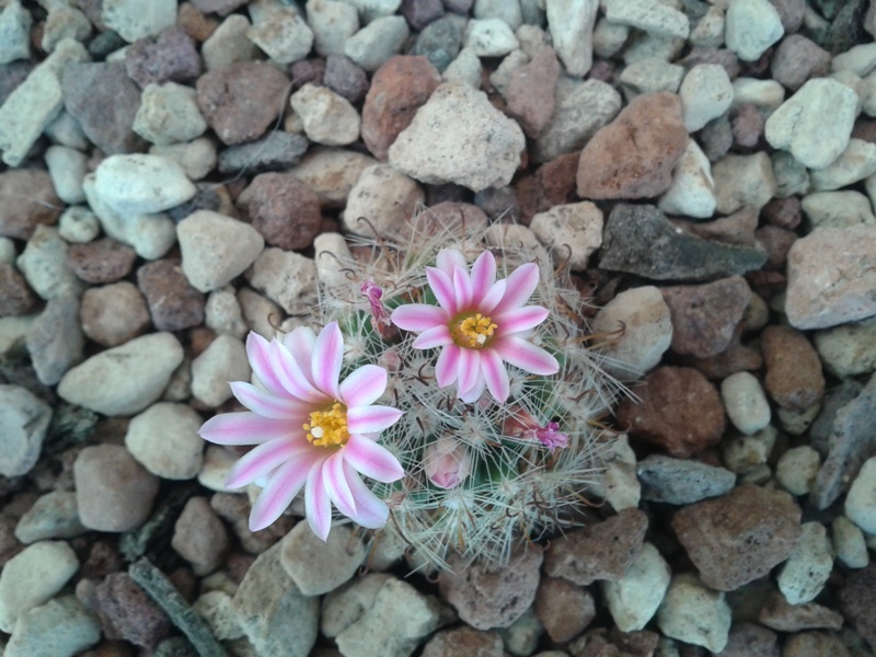 Mammillaria tepexicensis FO 177