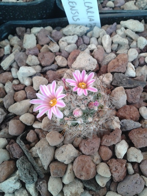 Mammillaria tepexicensis FO 177