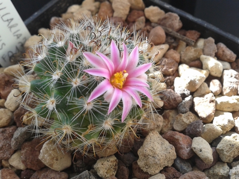 Mammillaria tepexicensis FO177