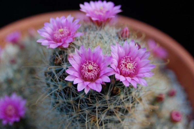 Mammillaria variabilis REP 1393