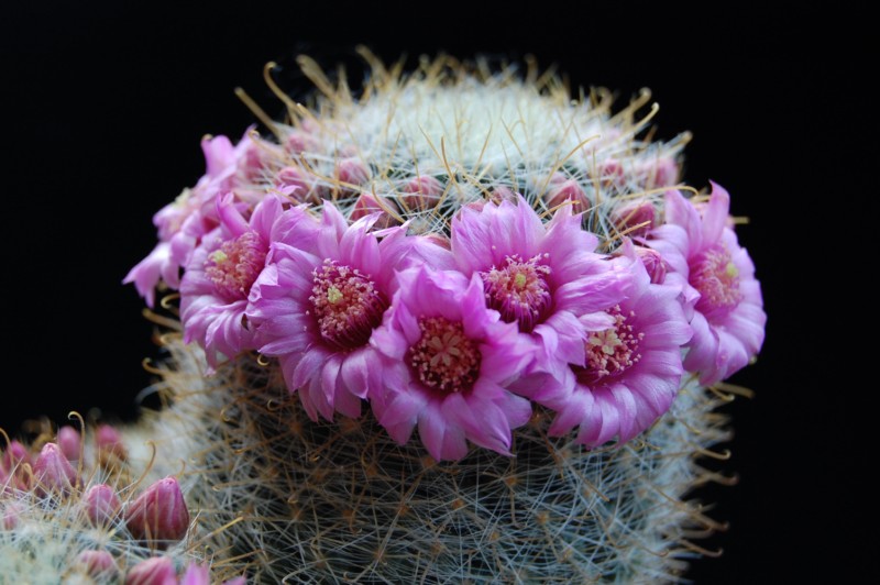 mammillaria variabilis