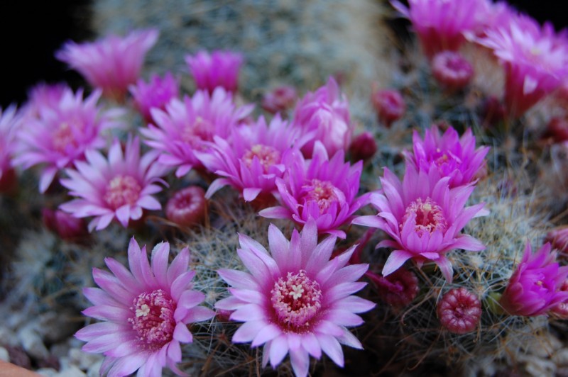 Mammillaria variabilis 