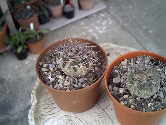 Gymnocalycium ? 