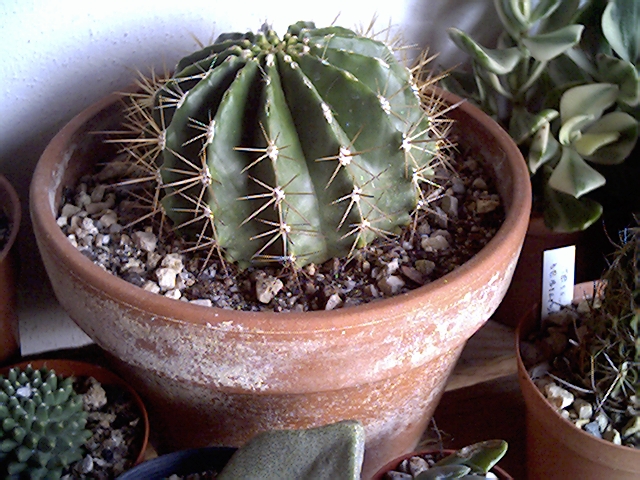 Ferocactus glaucescens v.  nudus 