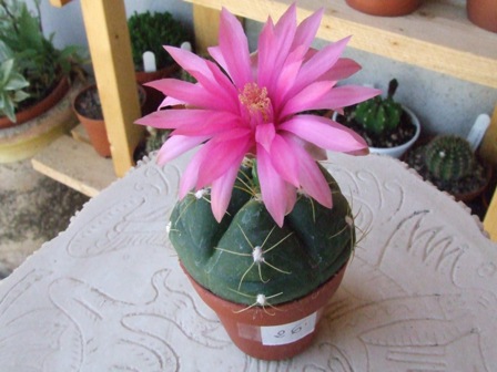 Gymnocalycium hostii v. buenekei 