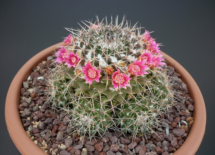 Mammillaria compressa 