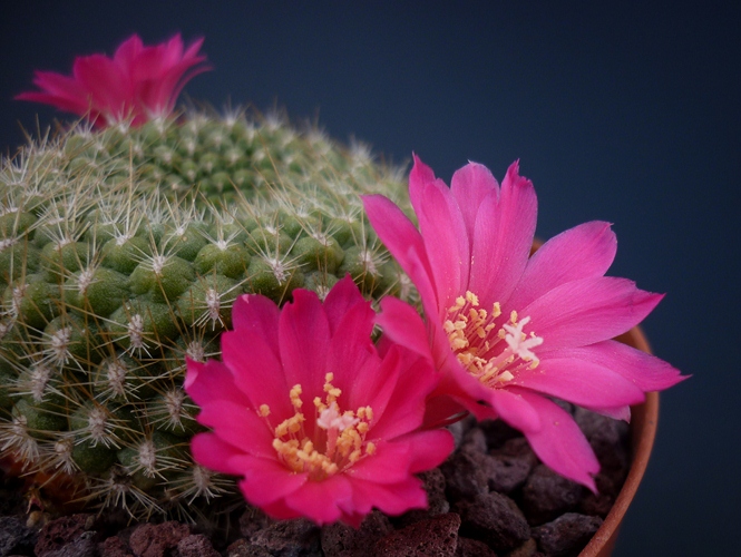 Rebutia violaciflora 