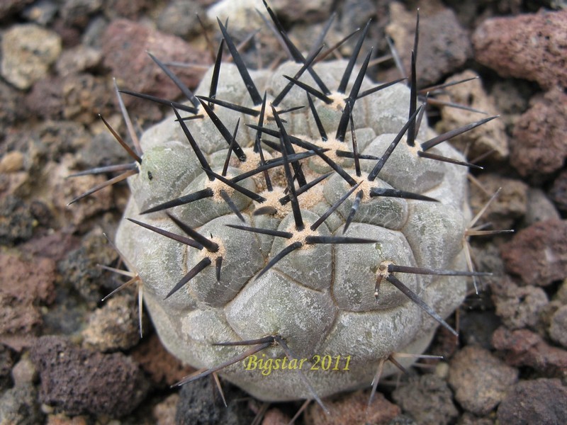 Copiapoa cinerea v. columna-alba OLV 84