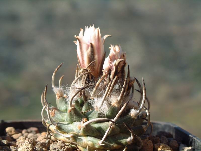 Turbinicarpus schmiedickeanus 