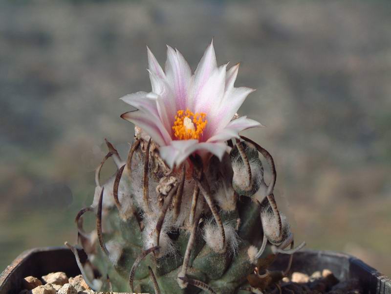 Turbinicarpus schmiedickeanus 