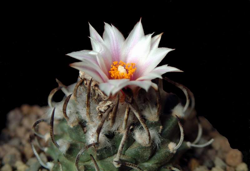 Turbinicarpus schmiedickeanus 