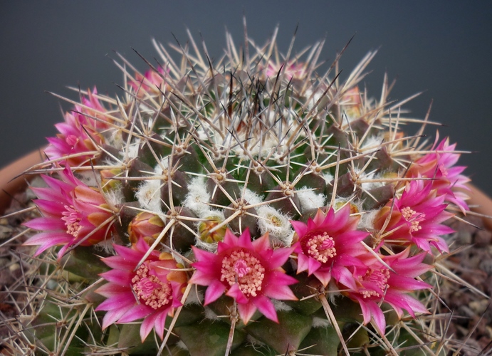 Mammillaria compressa 