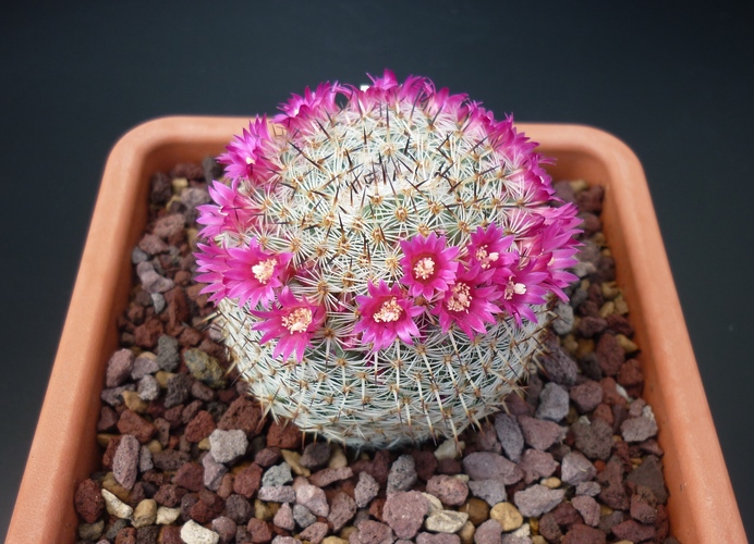 Mammillaria haageana ssp. elegans 