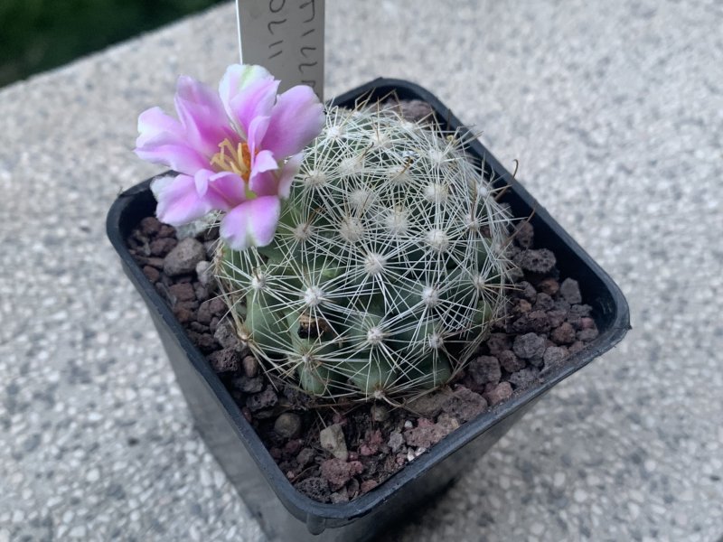 Mammillaria boolii 