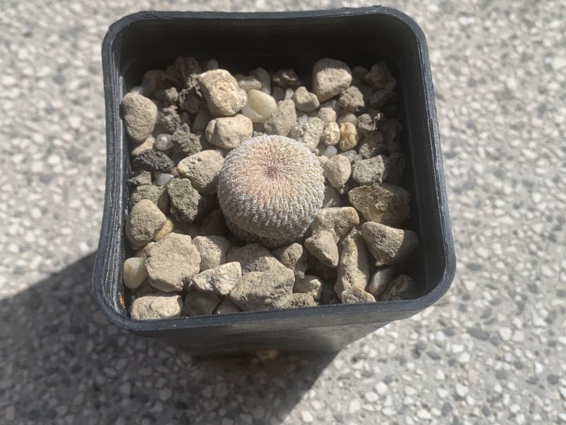 Epithelantha micromeris 